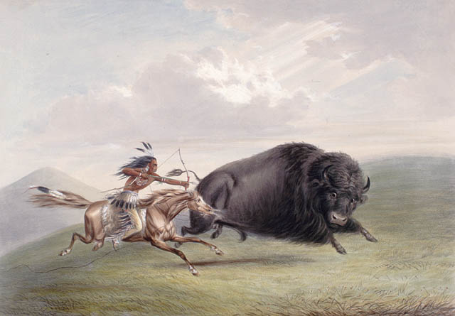 Hunting Bison